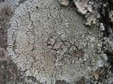 Pyxine sorediata image
