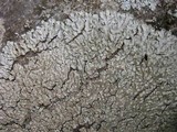 Pyxine sorediata image