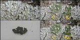 Pyxine sorediata image
