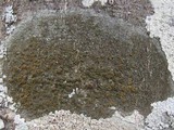 Caloplaca cerina image