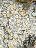 Ochrolechia africana image