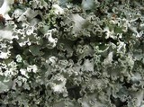 Parmotrema reticulatum image