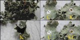 Parmotrema reticulatum image