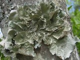 Parmotrema hypoleucinum image