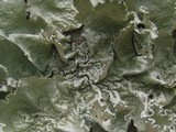 Parmotrema hypoleucinum image