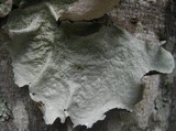 Parmotrema hypoleucinum image