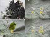 Parmotrema hypoleucinum image