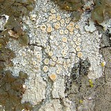 Ochrolechia africana image