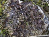 Peltigera polydactylon image