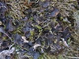 Peltigera polydactylon image