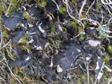 Peltigera polydactylon image
