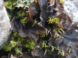 Peltigera polydactylon image