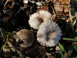 Marasmius albogriseus image