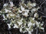 Cladonia apodocarpa image