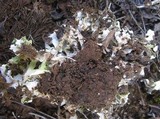 Cladonia apodocarpa image