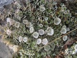 Cladonia pyxidata image