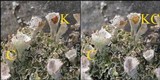Cladonia pyxidata image