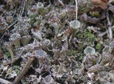Cladonia pocillum image