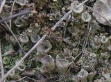 Cladonia pocillum image