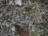 Cladonia pocillum image