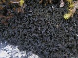 Lathagrium cristatum image