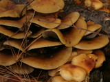 Hypholoma capnoides image
