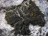 Image of Collema auriforme