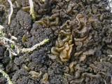 Collema auriforme image