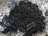 Collema auriforme image