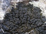 Collema auriforme image