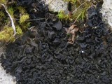 Collema auriforme image