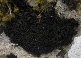 Collema auriforme image