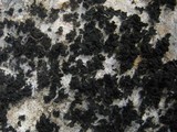 Collema parvum image