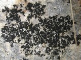 Collema parvum image