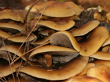 Hypholoma capnoides image