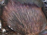 Panus neostrigosus image