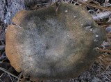 Panus neostrigosus image