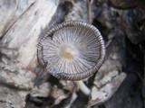 Coprinellus truncorum image