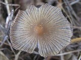Coprinellus xanthothrix image