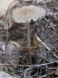 Coprinellus xanthothrix image