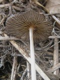 Coprinellus xanthothrix image