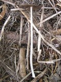 Coprinellus xanthothrix image