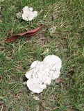 Abortiporus biennis image