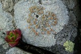 Ochrolechia parella image
