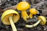 Boletus curtisii image