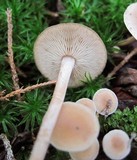 Baeospora myosura image