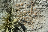 Ochrolechia parella image