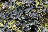 Peltigera horizontalis image
