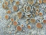 Ochrolechia parella image