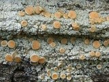 Ochrolechia oregonensis image